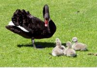 <img200*0:stuff/z/65185/[The%2520Mad%2520Hatter]%2527s%2520Photography/blackswan.jpg>